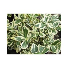 Planta Euonymus fortunei Silver Queen P9, ghiveci 9cm
