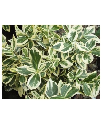 Planta Euonymus fortunei Silver Queen P9, ghiveci 9cm foto