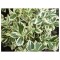 Planta Euonymus fortunei Silver Queen P9, ghiveci 9cm