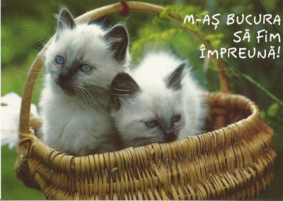 Romania, M-as bucura sa fim impreuna!, c.p.i. necirculata foto