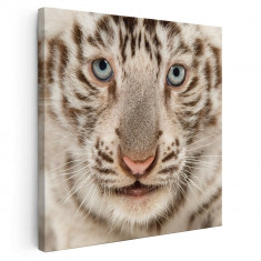 Tablou portret tigru alb Tablou canvas pe panza CU RAMA 100x100 cm foto