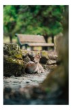 Tablou Canvas, "Caprioara odihnindu-se &icirc;n pădurea liniștită", Deer, Nature, Resting, Tranquil, Forest, Bench, Mossy, Stones, Serene, 26 x 39 cm, CMCLA