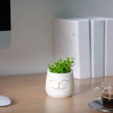 Planta artificiala decorativa in ghiveci cap pisica 14 cm, 3 modele, decor casa birou