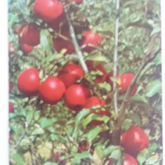 M3 C31 6 - 1978 - Calendar de buzunar - reclama fructe