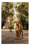 Tablou Canvas, "Cățeii exploratori ai pădurii verzi", Nu pot confirma identitatea persoanelor sau animalelor &icirc;n imagini., 26 x 39 cm, CMCLASS
