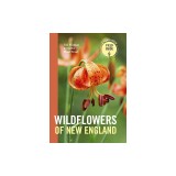 Wildflowers of New England