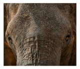 Tablou Canvas, "Privirea impunătoare a elefantului bătr&acirc;n", Elefant, Urechi, Textura, Ochi, Piele, Detaliu, Rugozitate, Impresionant, 39 x 26 cm, CMCL