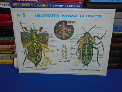 PLANSA DIDACTICA , PERIOADA COMUNISTA : ORGANIZATIA INTERNA LA INSECTE foto