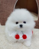 Pomeranian Alb