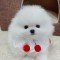 pomeranian boo