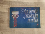 Anatomia si fiziologia omului de R.Carmaciu,aC.Th.Niculescu,Lelia Torsan