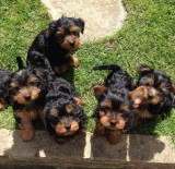 Yorkshire Terrier,deparazitat