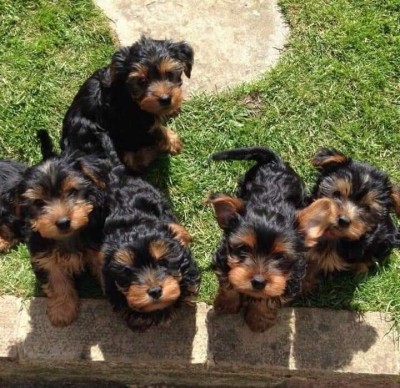 Yorkshire Terrier foto