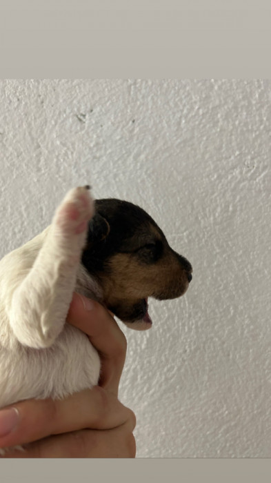 fox terrier wire