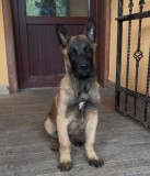 Ciobanesc belgian malinois mascul rasa pura Pitesti