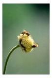 Tablou Canvas, "Albine lucrătoare pe floare galbenă", Albinuțe, Flori, Natură, Polen, Verzișorii, Delicatețe, Albinărie, Nectar, Echilibru, Armonie, 2