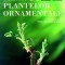 Steve Bradley - Tăierea plantelor ornamentale