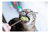 Tablou Canvas, "Pisica savur&acirc;nd o gustare delicioasă", Pisică, Curioasă, Pofticioasă, Delicioasă, Verde, Luminoasă, Jucăușă, Fermoar, Dinamică, Amuzan