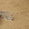 Conector - mufa RJ45 #A6096