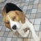 Caine beagle