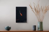 Tablou Canvas, "Pești koi &icirc;n ad&acirc;ncul apei", Pește, Apă, &Icirc;ntuneric, Reflectare, Calm, Eleganță, Solitudine., 26 x 39 cm, CMCLASS