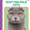 Scottish Fold Cats
