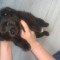 Pui de bichon