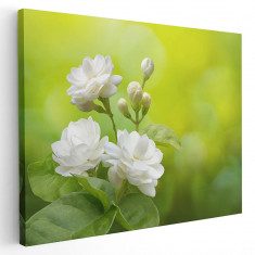 Tablou flori de iasomie Tablou canvas pe panza CU RAMA 60x80 cm