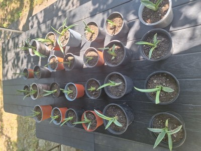 Aloe Vera(agave americane) foto