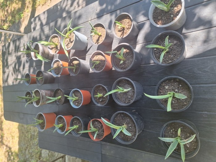 Aloe Vera(agave americane)