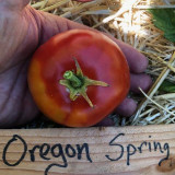 Rosii , Tomate OREGON SPRING - 5 seminte pentru semanat