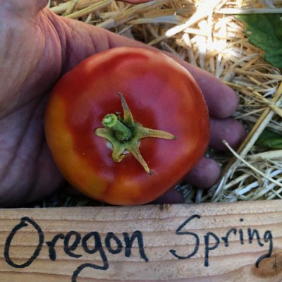 Rosii , Tomate OREGON SPRING - 5 seminte pentru semanat foto