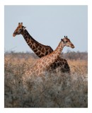 Tablou Canvas, "Girafe grațioase &icirc;n savană africană", Giraffe, Savannah, Nature, Wildlife, Majestic, Tall, Graceful, African, Landscape, Safari, 26 x