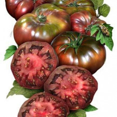 Tomate , rosii soiul BLACK KRIM - 10 seminte pentru semanat