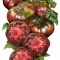 Tomate , rosii soiul BLACK KRIM - 10 seminte pentru semanat