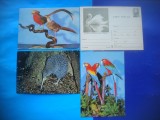 HOPCT LOT 2119 PASARI-FAUNA -4 CARTI POSTALE-NECIRCULATE