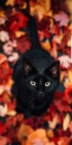 Husa Personalizata APPLE iPhone 6\6S Black Cat