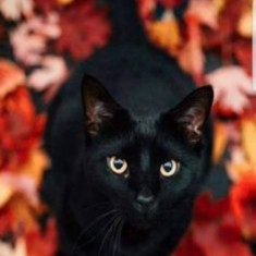 Husa Personalizata LG K10 2017 Black Cat