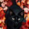 Husa Personalizata XIAOMI Redmi 8A Black Cat