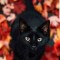 Husa Personalizata APPLE iPhone XR Black Cat
