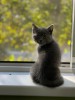 Pisici british shorthair, Friskies