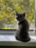 Pisici british shorthair