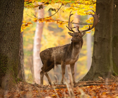 Fototapet de perete autoadeziv si lavabil Animal32 Cerb, 250 x 150 cm foto