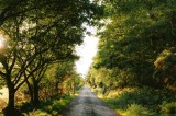Tablou Canvas, "Drumul liniștit prin pădurea luminoasă", Drum, Copaci, Lumină, Natură, Verdeață, Soare, Răsărit, Pădure, Tranquilitate, Frumusețe, 39