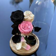 3 Trandafiri Criogenati negru, alb, roz Ø6,5cm, cupola 17x28cm