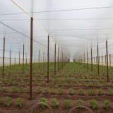 Folie termica 3,5m x 200m , 40 microni, anticondens