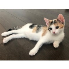 Cauti adoptie pisici? Vezi oferta pe Okazii.ro
