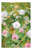 Tablou Canvas, "Dansul florilor &icirc;n bătaia v&acirc;ntului", Flori, Culoare, Vise, Primăvară, Natură, &Icirc;nc&acirc;ntare, Bl&acirc;ndețe, Delicatețe, Pastel, Mișcare, 26 x 3