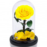 Cumpara ieftin Trandafir Criogenat galben bella &Oslash;8cm in cupola 10x20cm