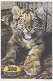 bnk cp Zoo Bucuresti - Tigru siberian - necirculata